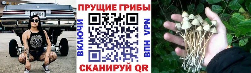 Галлюциногенные грибы мицелий  Суворов 